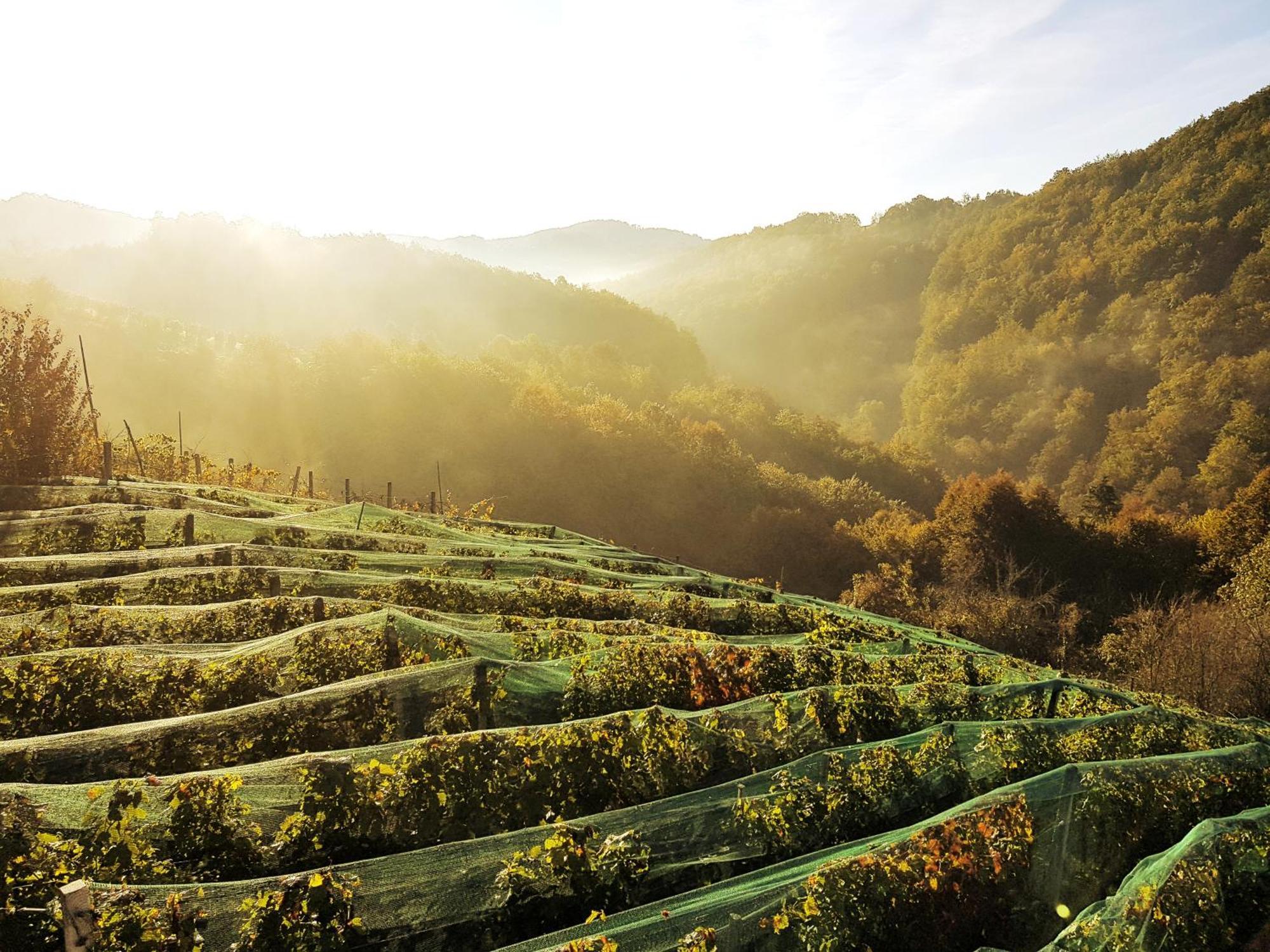 Vineyard Cottage Matej Trebnje ภายนอก รูปภาพ