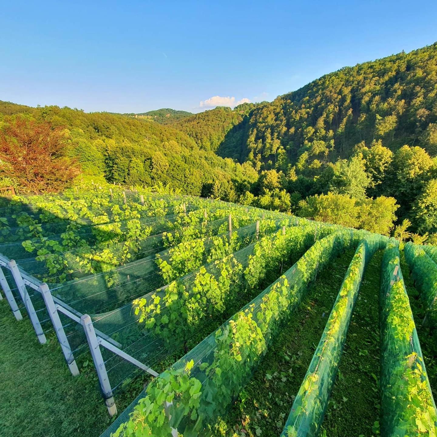 Vineyard Cottage Matej Trebnje ภายนอก รูปภาพ